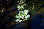 Water lettuce